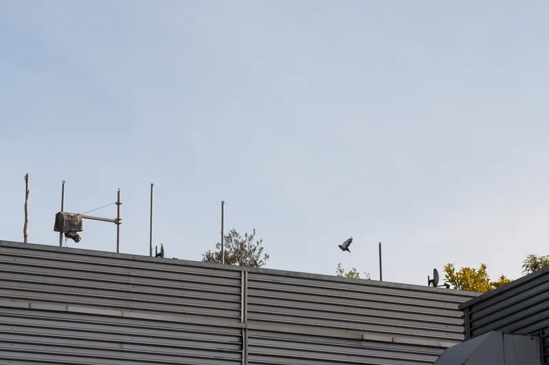 Pigeon, Sainsbury's, London. 2024.